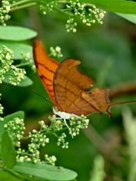 Butterfly Kiss